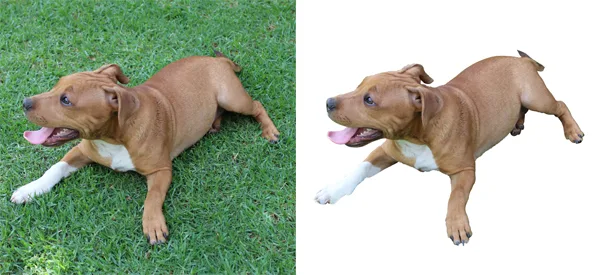 professional image masking service provider